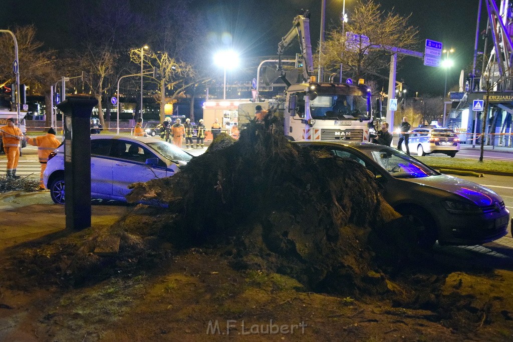 Baum auf PKWs Koeln Mitte Rheinuferstr Goldgasse P008.JPG - Miklos Laubert